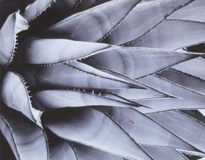 Untitled (Plant Form)
