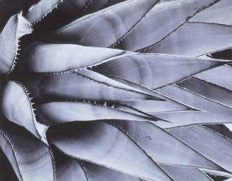 Untitled (Plant Form)
