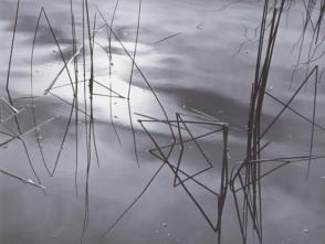 Untitled (Reeds in Pond)