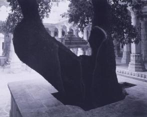 Tree, Jain Temple, India