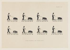 Boar Walking