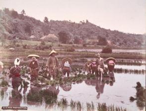 C21 Rice Preparation