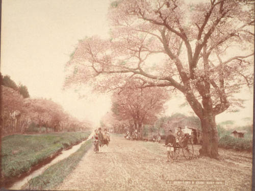 01 Cherry Flower of Koganei (Nearly Tokyo)