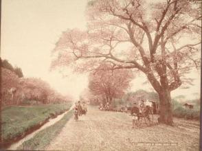 01 Cherry Flower of Koganei (Nearly Tokyo)