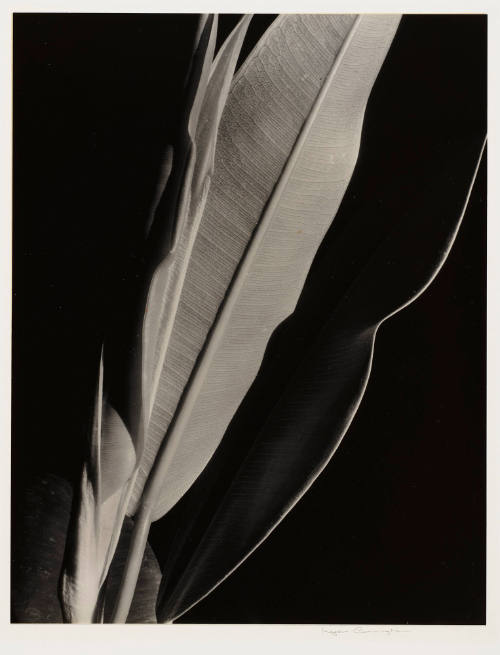 Photo: Elizabeth Mann