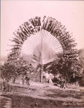 Traveller's Tree, #109, From the Album Souvenir of Burmah, 1902, M. J. Heney