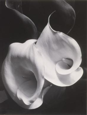 Two Callas