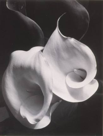 © (before 1929), 2009 Imogen Cunningham Trust