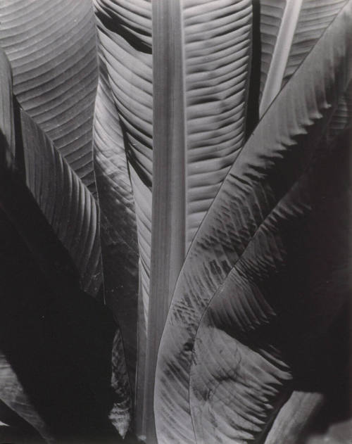 © (1929), 2009 Imogen Cunningham Trust