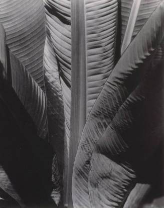 © (1929), 2009 Imogen Cunningham Trust