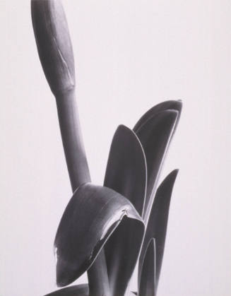 © (1934), 2009 Imogen Cunningham Trust