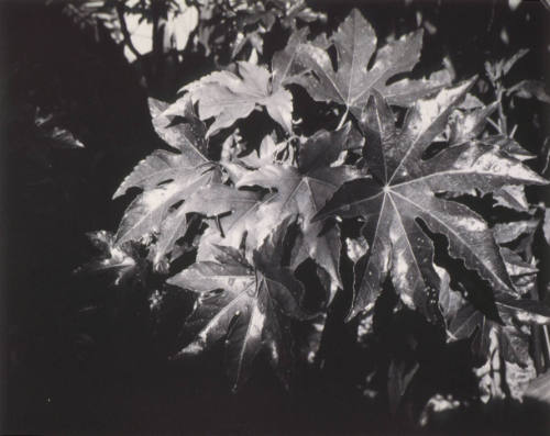 © (1955), 2009 Imogen Cunningham Trust