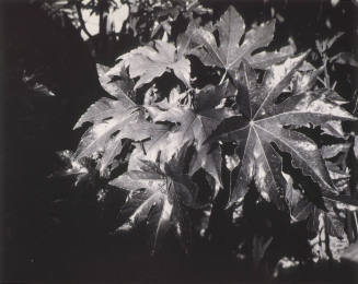 © (1955), 2009 Imogen Cunningham Trust