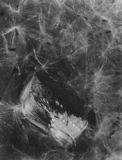 © (1956), 2009 Imogen Cunningham Trust