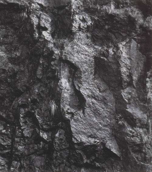 © (1965), 2009 Imogen Cunningham Trust