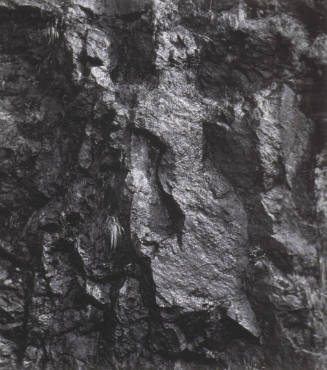 © (1965), 2009 Imogen Cunningham Trust