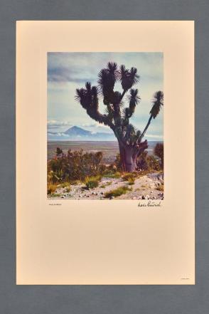 Valle de Perote from Puebla (Book of eight color images)