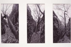 Basalt Chasm Oaks, Rock Creek Drainage, Wasco Co., Oregon