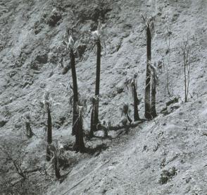 Soboba Hot Springs, California  (II)