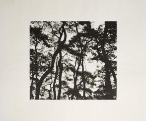 Photograph of pine trees  