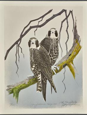 Young Island Peregrines