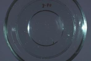 Snuff tray