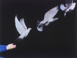 Pigeon Released (from a 1985 portfolio)