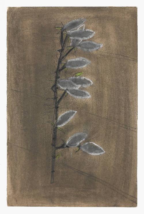 Willow Branch with Buds