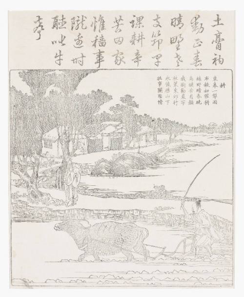 Plowing with a water buffalo in muddy rice paddy.