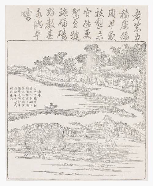 Harrowing the rice paddy