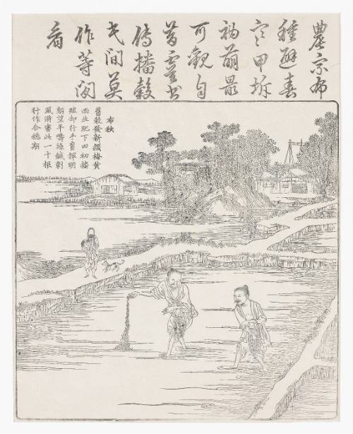 Sowing the rice in a seed bed.