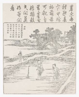 Sowing the rice in a seed bed.
