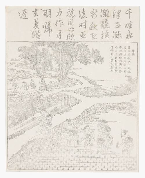 Planting the rice