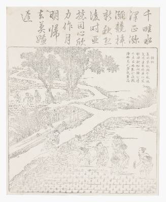Planting the rice