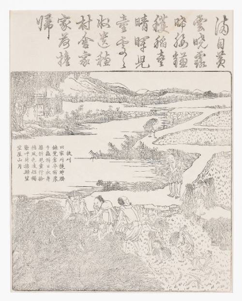 Harvesting rice