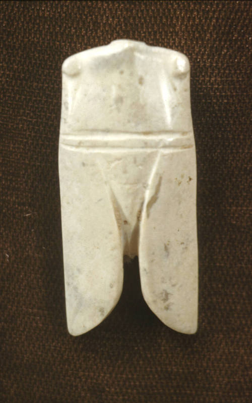 Cicada