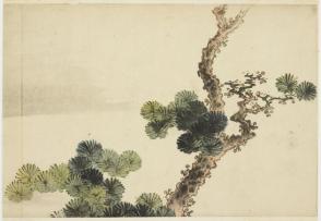 Pine Bough