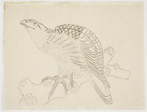 Hawk on a Branch (study)