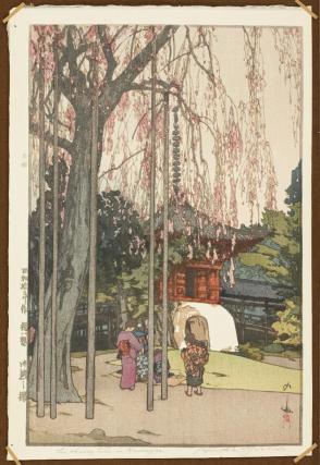 The Cherry Tree at Kawagoe