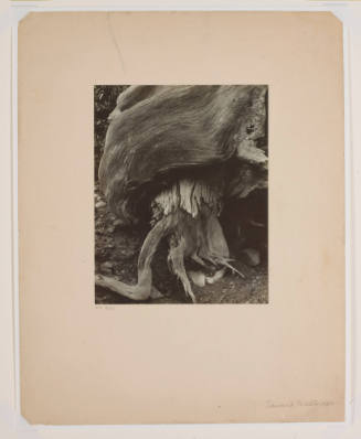 Photo by Elizabeth Mann