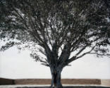 Photo:  Larry Barns
Courtesy Gladstone Gallery