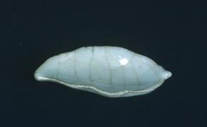 Southern Kuan yao saucer