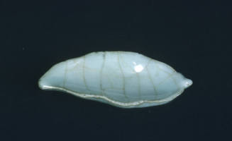 Southern Kuan yao saucer