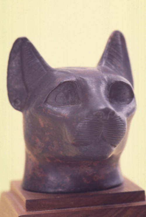 Head of a Cat