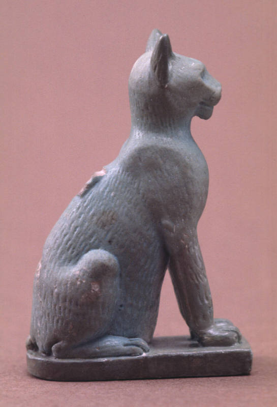 Sacred Cat, Pregnant