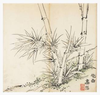 Bamboo in hillside