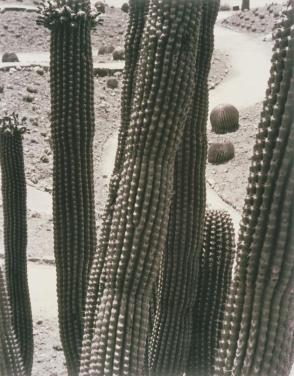 Mexico—Cactus—Far South in Tehuantepec, after many hours of travel, from Amero Picture Book