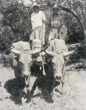 Traveling by train, car, and horse, but the most typical is the “carreta” or ox cart. Town of Salinas, from Amero Picture Book