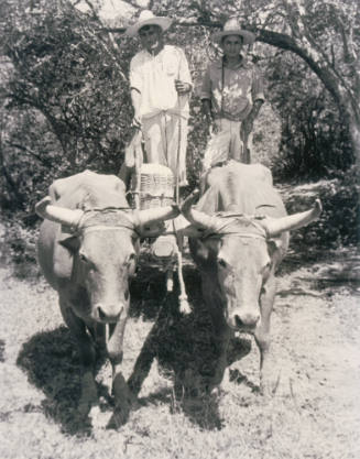 Traveling by train, car, and horse, but the most typical is the “carreta” or ox cart. Town of Salinas, from Amero Picture Book
