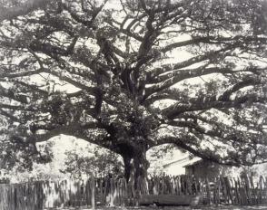 Giant trees, characteristic of the region. Town of Espinal, from Amero Picture Book